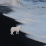 white fox painting
